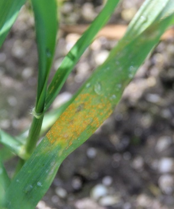 gele roest wintertarwe.jpg